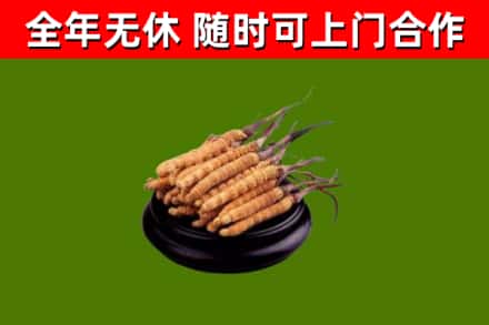 巴马烟酒回收冬虫夏草.jpg