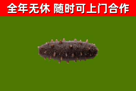 巴马烟酒回收干海参.jpg